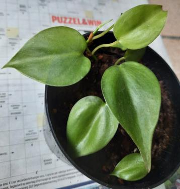Philodendron Hederaceum stekje beschikbaar voor biedingen