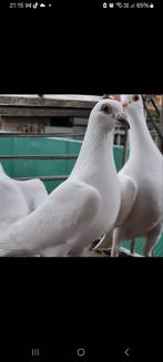 Te huur bruidsduiven witte duiven, Kleding | Dames, Ophalen of Verzenden