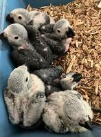 Tamme grijze roodstaart papegaai, Dieren en Toebehoren, Vogels | Parkieten en Papegaaien, Papegaai, Pratend