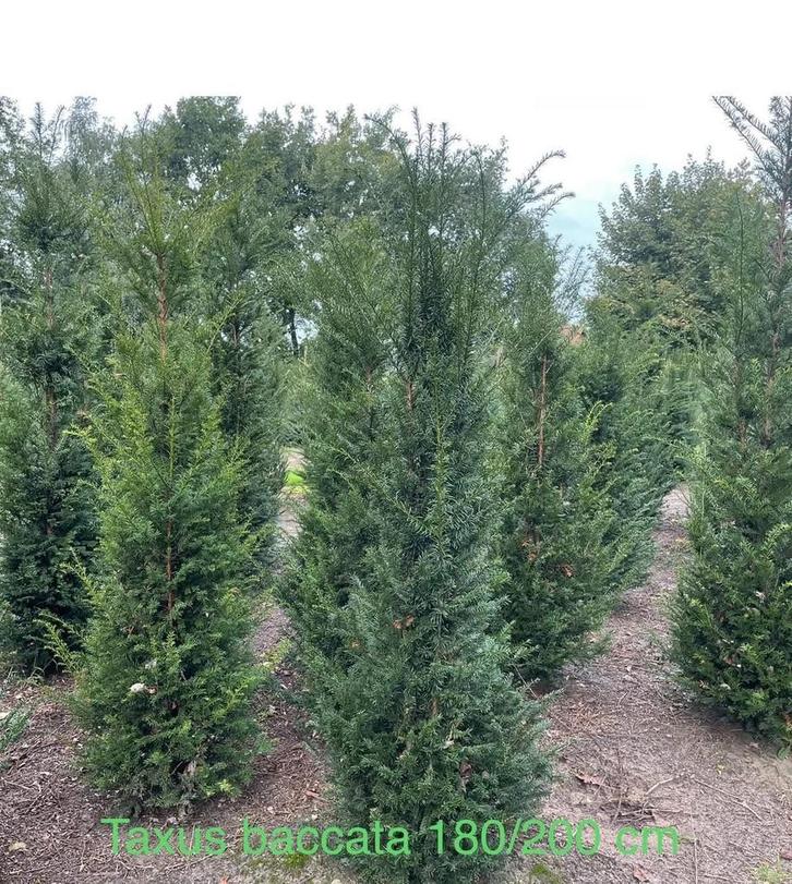 Taxus baccata!, Tuin en Terras, Planten | Struiken en Hagen, Taxus, Ophalen