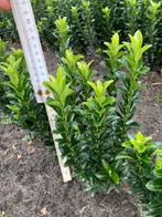 Euonymus Green Spire ( buxusvervanger), Tuin en Terras, Ophalen, Haag