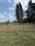 gratis brandhout 2 dennen (140cm omtrek), Tuin en Terras, Brandhout, Ophalen, Overige houtsoorten, Takken