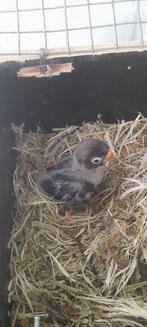 Personatas, Dieren en Toebehoren