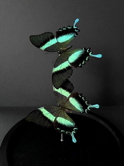 Splendide Envol de 2 Papillons Exotiques Blumei d'Indonésie, Collections, Collections Animaux, Neuf, Animal empaillé, Insecte