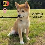Shiba Inu ; Taro, Amaya, Kawaii & Miyu - Belgische pups, Dieren en Toebehoren, Honden | Poolhonden, Keeshonden en Oertypen, België