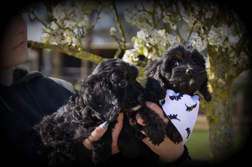 Cockapoo pups, Dieren en Toebehoren, Honden | Retrievers, Spaniëls en Waterhonden, Teef, Spaniël, Fokker | Professioneel, Meerdere