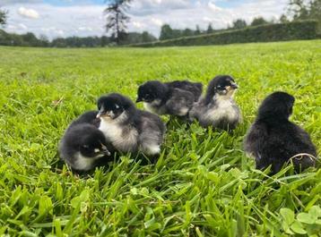 Australorp kuikens beschikbaar  beschikbaar voor biedingen
