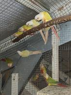 pyrrhura, Dieren en Toebehoren