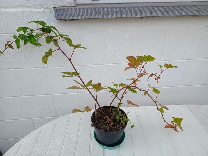 Jeune mûrier (plante d'extérieur, fruits comestibles), Tuin en Terras, Planten | Fruitbomen, In pot, Ophalen