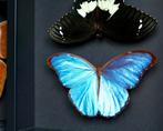 Montage complet de Butterflies Taxidermy, Enlèvement