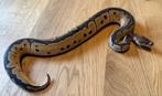 Ballpython Clown 0.1 (Gereserveerd), Slang, 0 tot 2 jaar