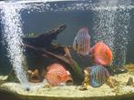 2x High End Koppel Jumbo Discus, Dieren en Toebehoren