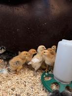 Legkip kuikentjes, Dieren en Toebehoren, Pluimvee, Geslacht onbekend, Kip