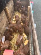 Haaskonijnen te koop, Dieren en Toebehoren, Meerdere dieren, Overige soorten