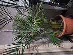 Zeer mooie kamerplant, Enlèvement ou Envoi
