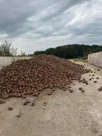 Voederbieten, Ophalen