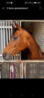 Mega lieve Fokmerrie /recreatie, Dieren en Toebehoren, Merrie