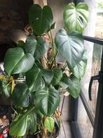 Grand philodendron monstera, 150 tot 200 cm, In pot, Volle zon, Groene kamerplant