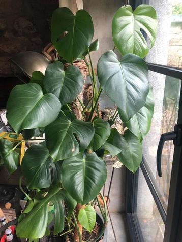 Grand philodendron monstera