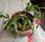 Cactus de Noël qui donne une couleur particulière aux fleurs, Enlèvement ou Envoi