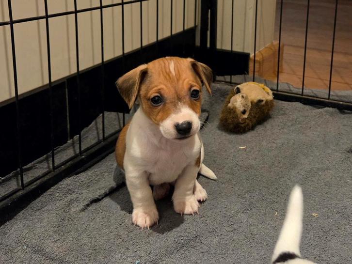 Prachtige jack russel puppy’s, teefjes jackrussel, Dieren en Toebehoren, Honden | Jack Russells en Terriërs, Meerdere dieren, Jack Russell Terriër