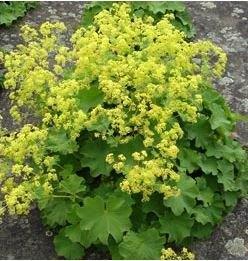 Alchemilla mollis - Vrouwenmantel (vaste plant), Tuin en Terras, Planten | Tuinplanten, Vaste plant, Ophalen