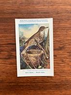 Vogels der Belgische Fauna Nr. 181 Groote lijster, Ophalen of Verzenden, 1940 tot 1960, Ongelopen, Vogel
