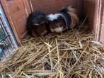 Cavia, Dieren en Toebehoren, Cavia, Mannelijk, Tam, September