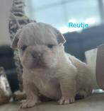 Unieke Franse bulldog pups, Dieren en Toebehoren, België, Fokker | Hobbymatig, 8 tot 15 weken, CDV (hondenziekte)