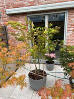 2 x japanse esdoorns te koop (acer palmatum), Jardin & Terrasse, Plantes | Arbustes & Haies, Enlèvement ou Envoi