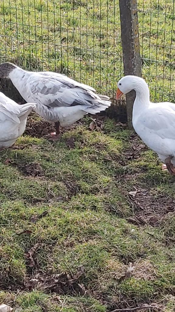 1  Grijze mannetjesganz, Dieren en Toebehoren, Pluimvee