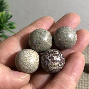 Gepolijst dinosaurus bot, 100% origineel, Envoi, Fossile