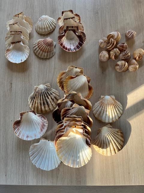 Schelpen voor gebruik in keuken, Huis en Inrichting, Keuken | Servies, Zo goed als nieuw, Ophalen