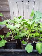 Broccolini plantgoed bio, Enlèvement