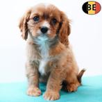 Cavalier King Charles - chiots belges à vendre, Commerçant, Autres races, 8 à 15 semaines, Plusieurs