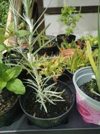 Kerrie plant, Kruiden, Vaste plant, Ophalen, Volle zon