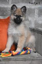 Prachtige kruising Herder pups, Dieren en Toebehoren, Parvo, België, 8 tot 15 weken, Groot