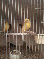 Kanaries, Dieren en Toebehoren, Vogels | Kanaries