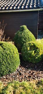 Buxus, Tuin en Terras, Ophalen, Buxus, Struik
