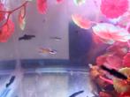 Guppy, Dieren en Toebehoren, Ophalen