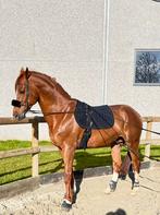 Dekhengst / recreatie paard te koop/ruil, Animaux & Accessoires, Chevaux, Étalon, M, 11 ans ou plus, 165 à 170 cm