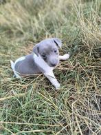 Jack russell pups, Dieren en Toebehoren, België, Jack Russell Terriër, CDV (hondenziekte), 8 tot 15 weken