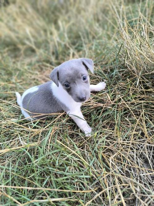 Jack russell pups, Dieren en Toebehoren, Honden | Jack Russells en Terriërs, Meerdere dieren, Jack Russell Terriër, Fokker | Professioneel