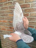 Doffer 2025, Animaux & Accessoires, Oiseaux | Pigeons, Mâle, Pigeon voyageur