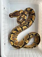 0.1 ball python - enchi fire, Dieren en Toebehoren, Slang, Tam, 0 tot 2 jaar