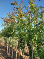 Moeraseik (Quercus palustris) leibomen, Tuin en Terras, Zomer, Volle zon, 250 tot 400 cm, Leiboom