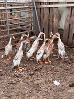 Jonge loopeeden, Dieren en Toebehoren, Pluimvee, Mannelijk, Eend