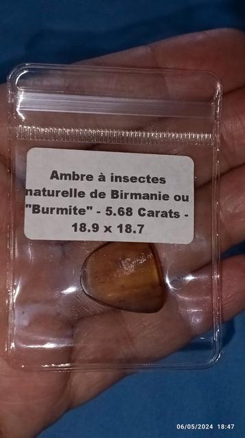 Morceau d'ambre à insectes provenance Birmanie 