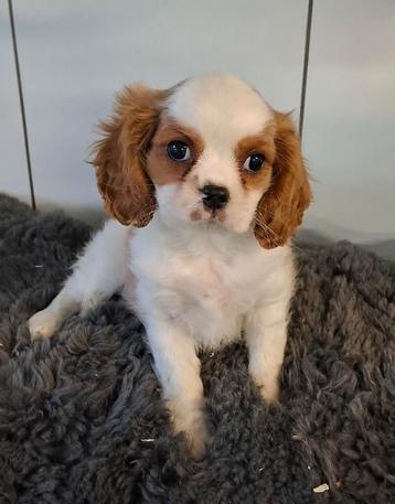 Cavalier king charles, Plusieurs, Parvovirose, Belgique, Plusieurs animaux