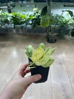 Scindapsus Jade Satin Marble Variegata, Huis en Inrichting, Ophalen of Verzenden